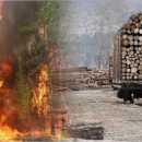 «Землю китайцам готовят?»: Россияне выдвинули свою причину пожаров в Забайкалье